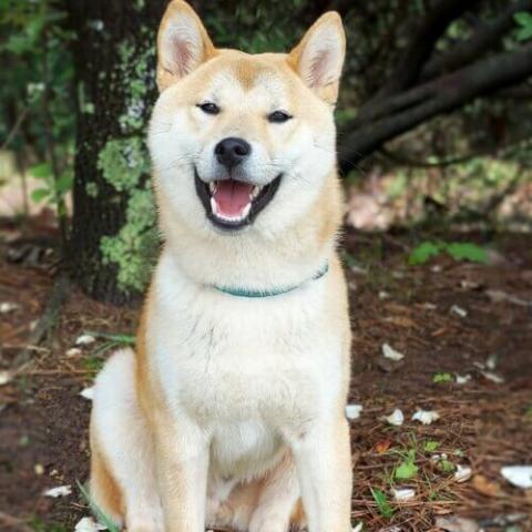 veterinary clinics near me 我附近的兽医诊所