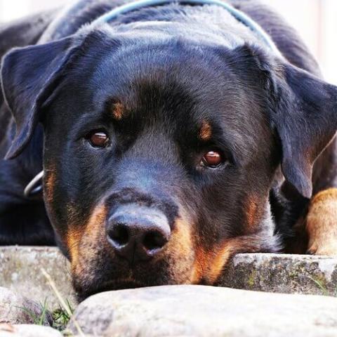 vet clinic near me 兽医诊所靠近我