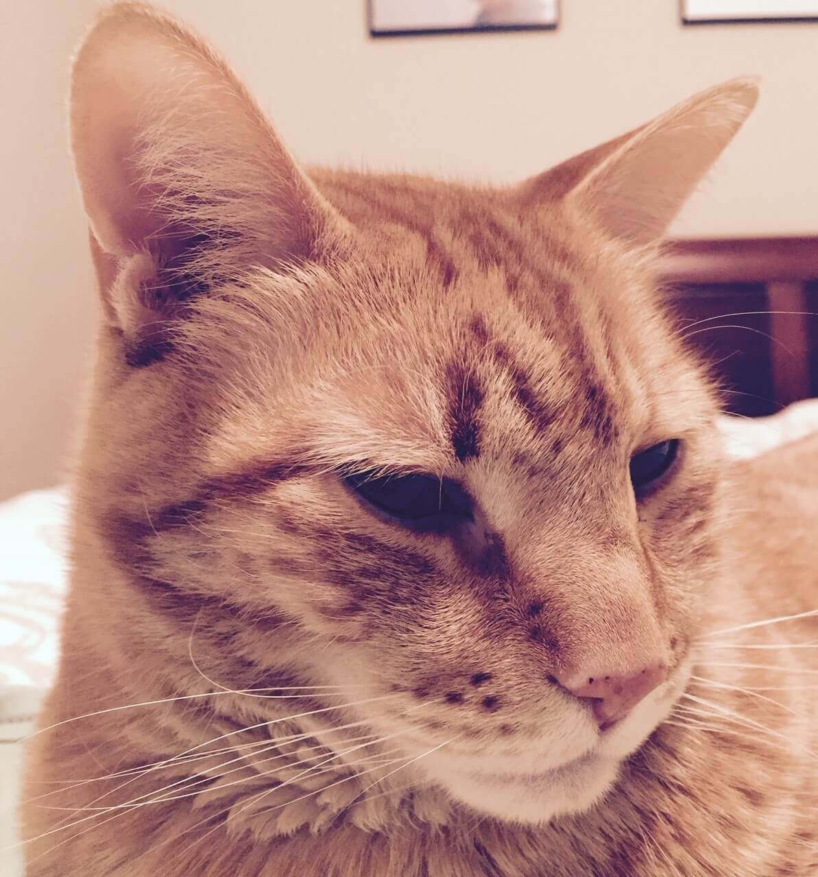 senior-cat