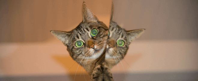 常见的健康问题高级猫半岛官网手机登录入口