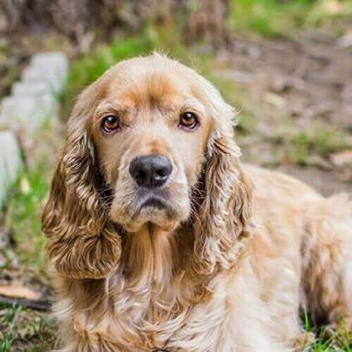 可卡犬
