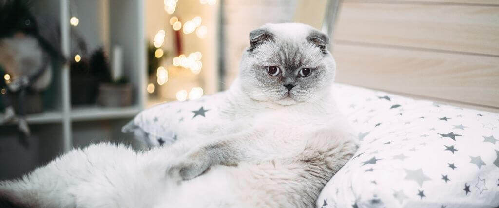 9种方法帮助你的猫肥胖