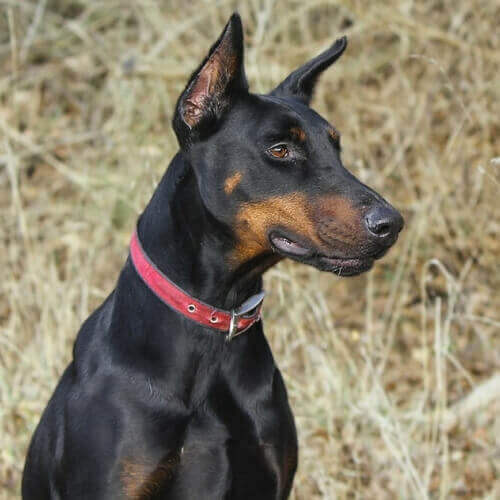 杜宾犬