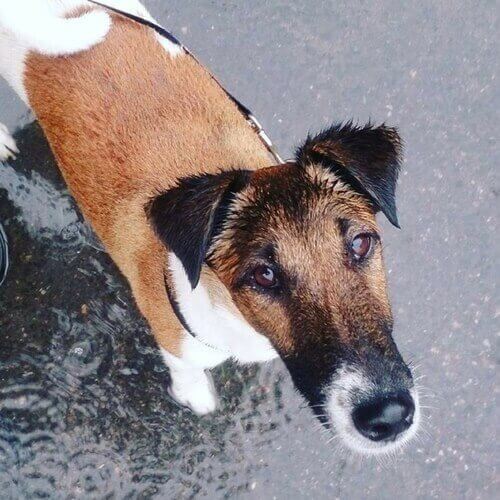 光滑的狐狸犬