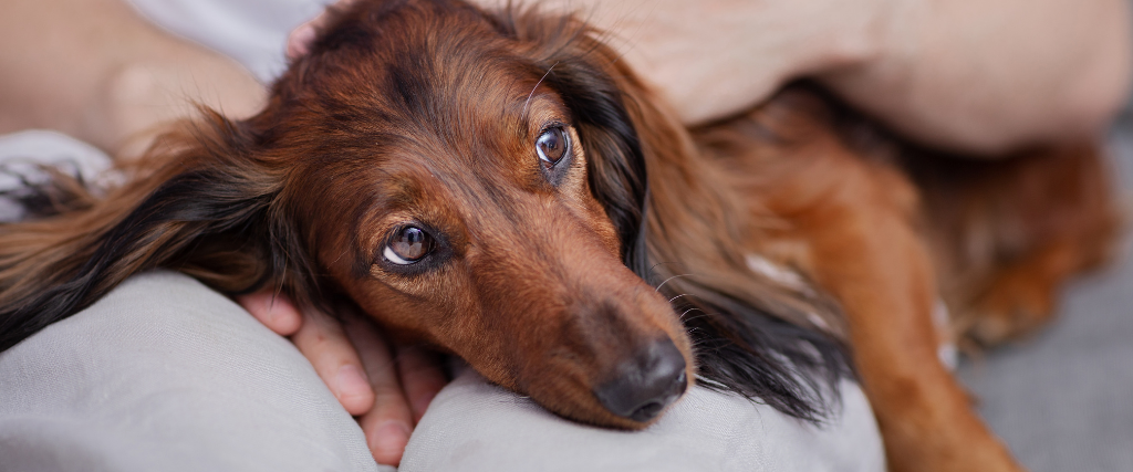 犬恶丝虫在狗:为什么你不应bd电子app官方登录该等到有症状