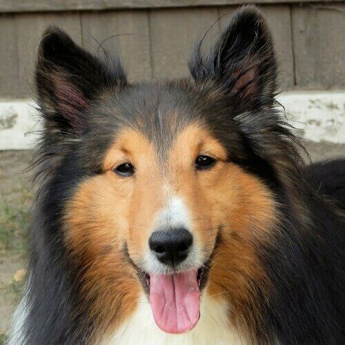 喜乐蒂牧羊犬