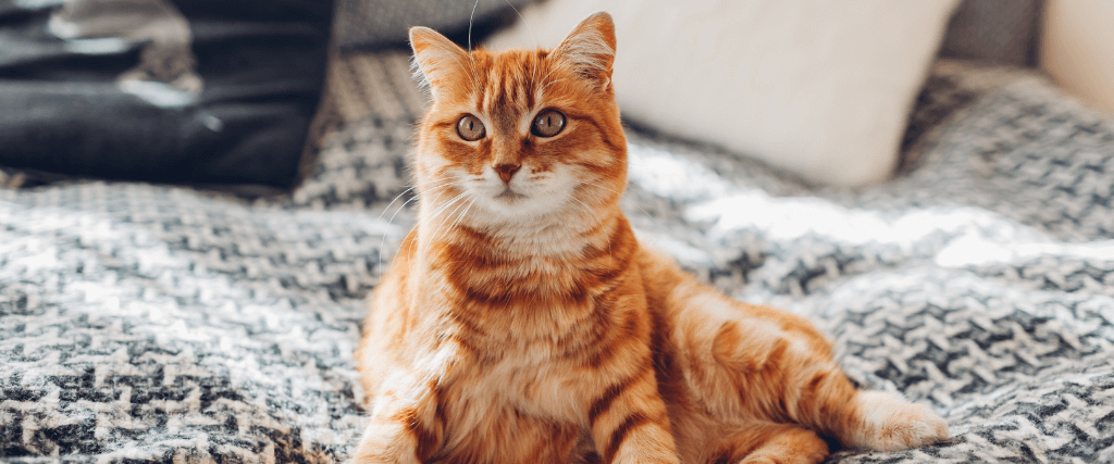 糖尿病在狗和猫半岛官网手机登录入口bd电子app官方登录