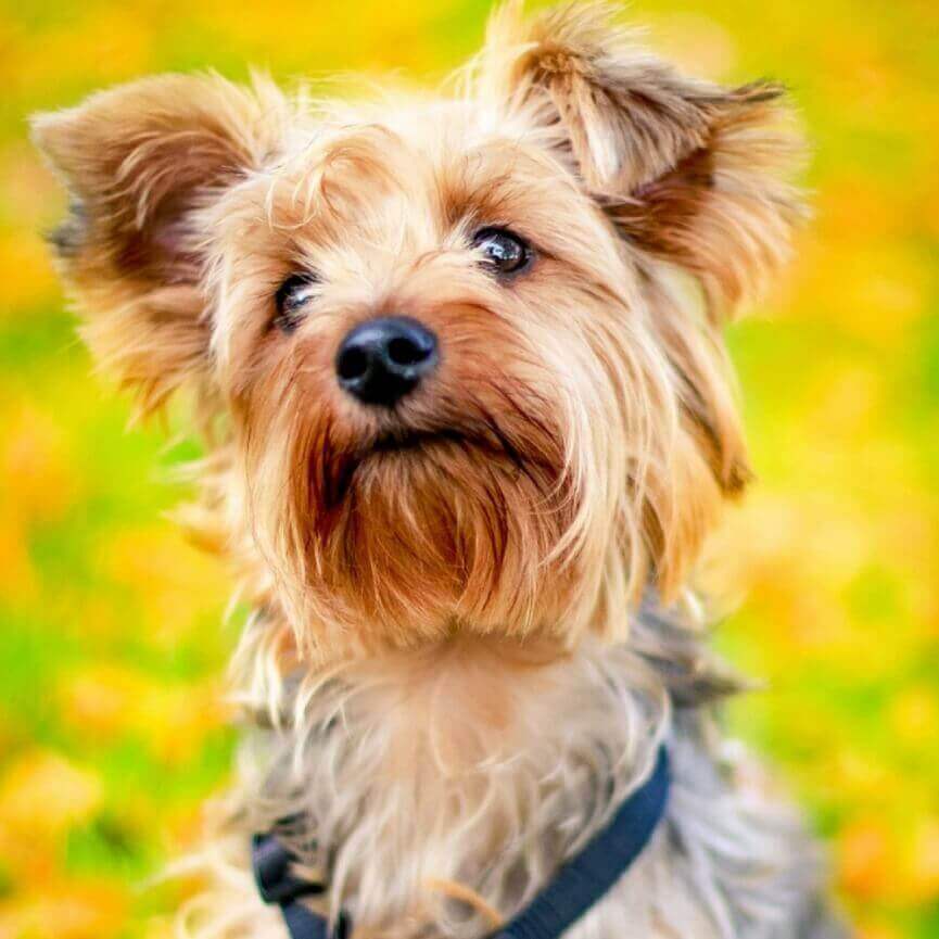 约克郡犬